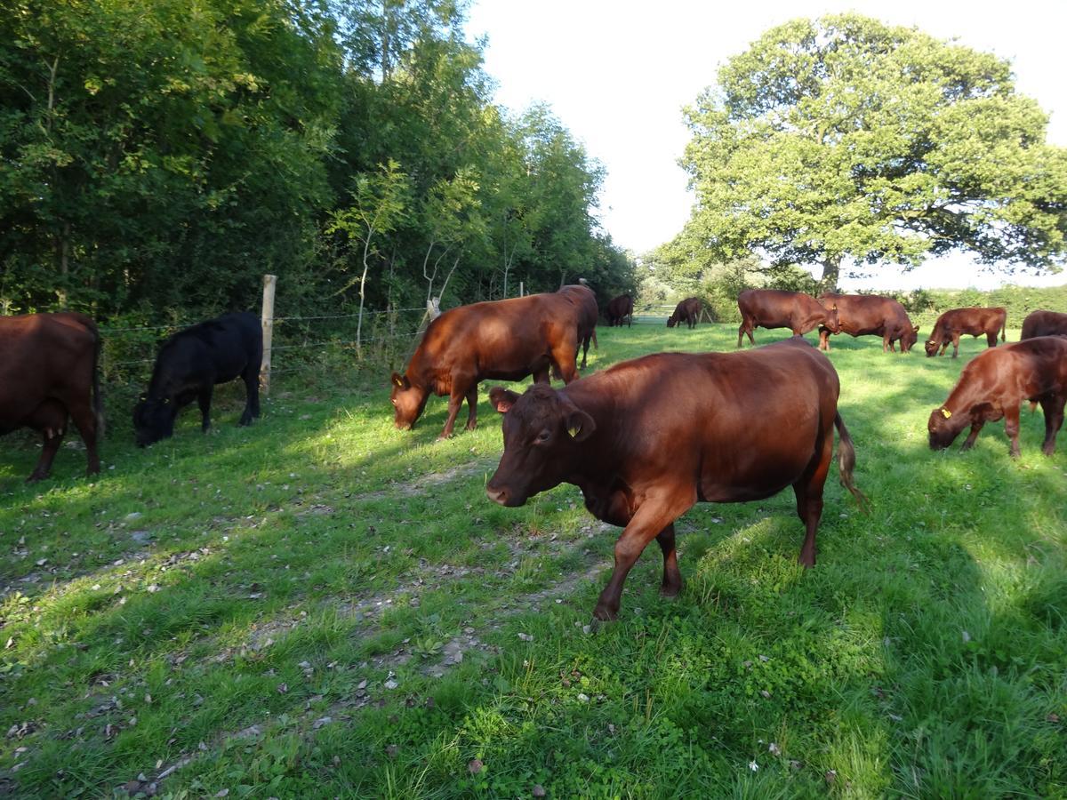 Moors Farmhouse Bed and Breakfast East Knoyle Exterior foto